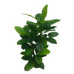 Artificial green plant on a white background