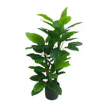 Potted green plant on a white background