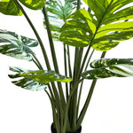 Potted plant with large green leaves on a white background
