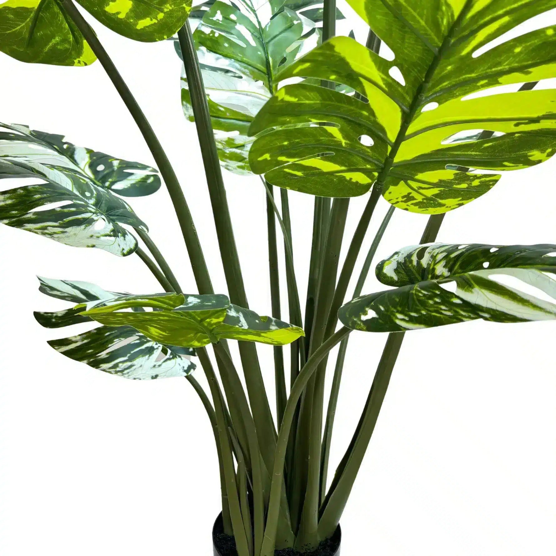 Potted plant with large green leaves on a white background