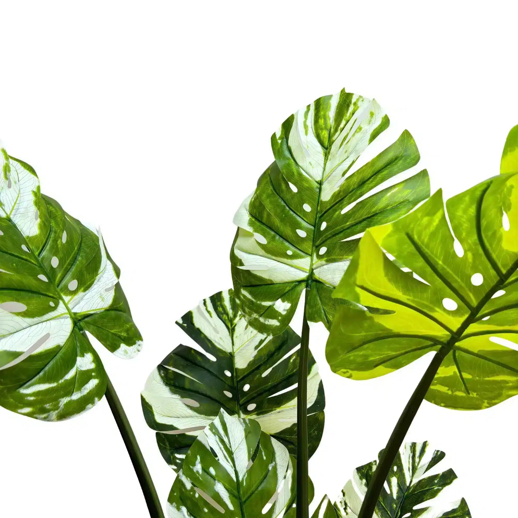 Close-up of green leaves with white spots on a white background
