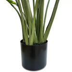 Potted plant with green leaves in a black pot on a white background