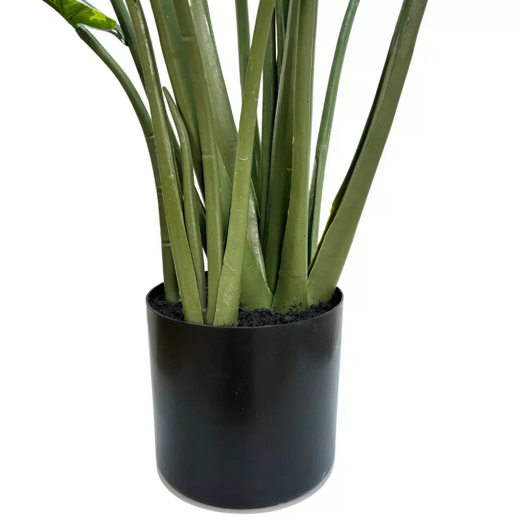 Potted plant with green leaves in a black pot on a white background
