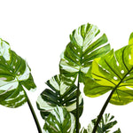 Premium Artificial Potted Monstera Albo 150cm - Designer Vertical Gardens Artificial Shrubs and Small plants Artificial Trees