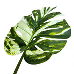 Green and white leaf on a white background
