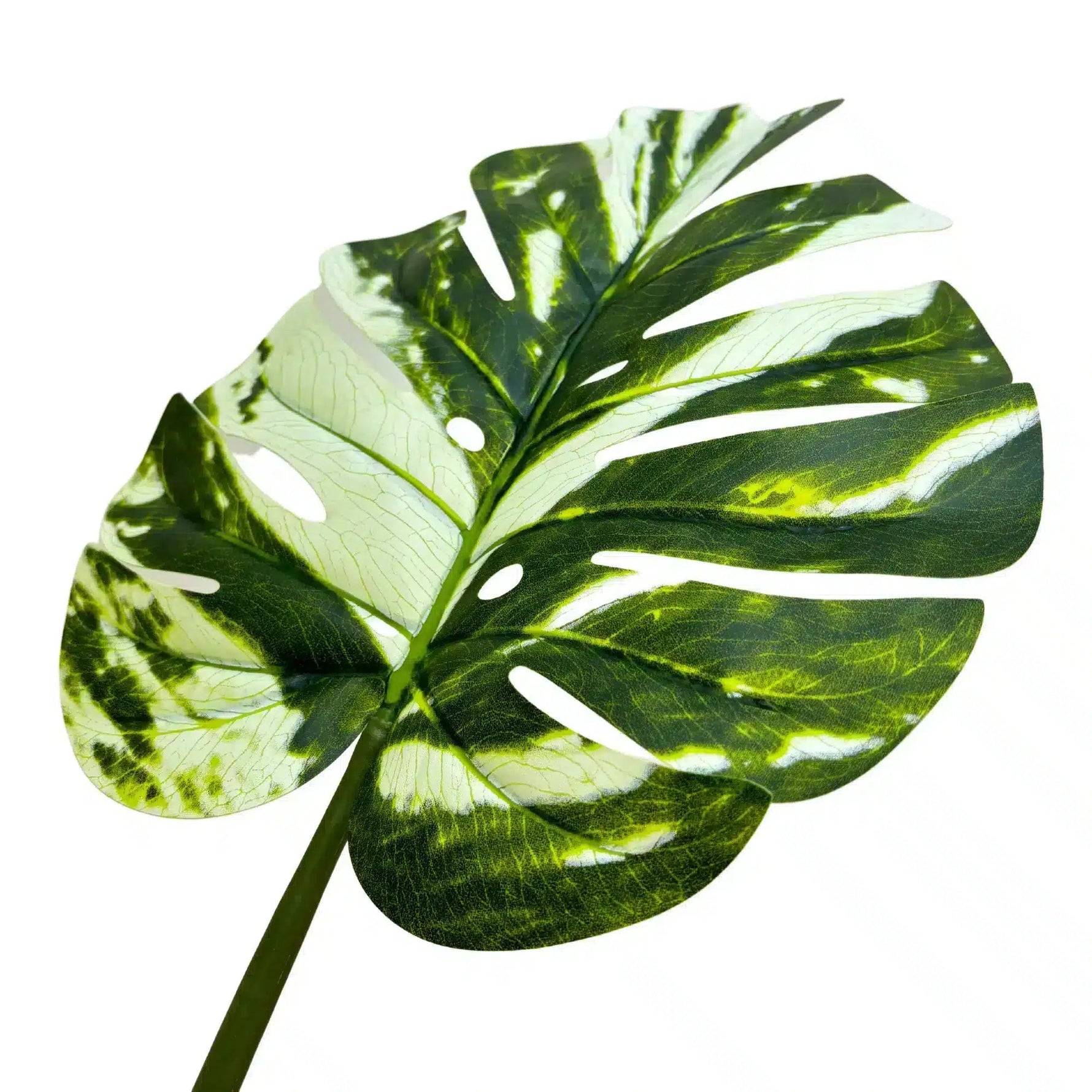 Green and white leaf on a white background