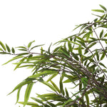 Close-up of green leaves on a white background