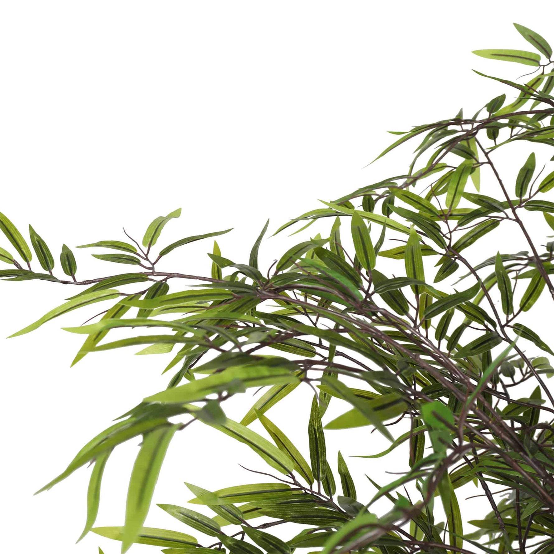 Close-up of green leaves on a white background