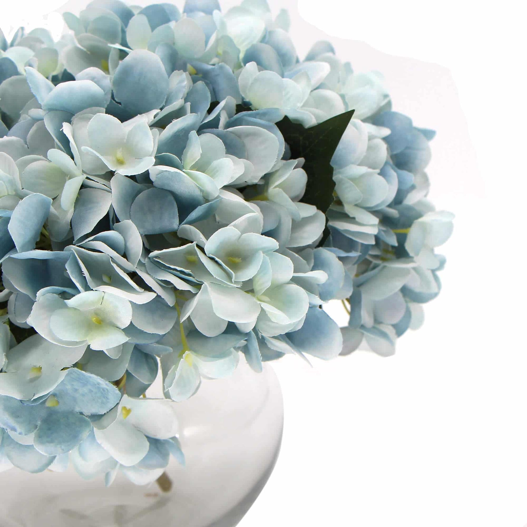 Light blue hydrangeas in a white vase on a white background