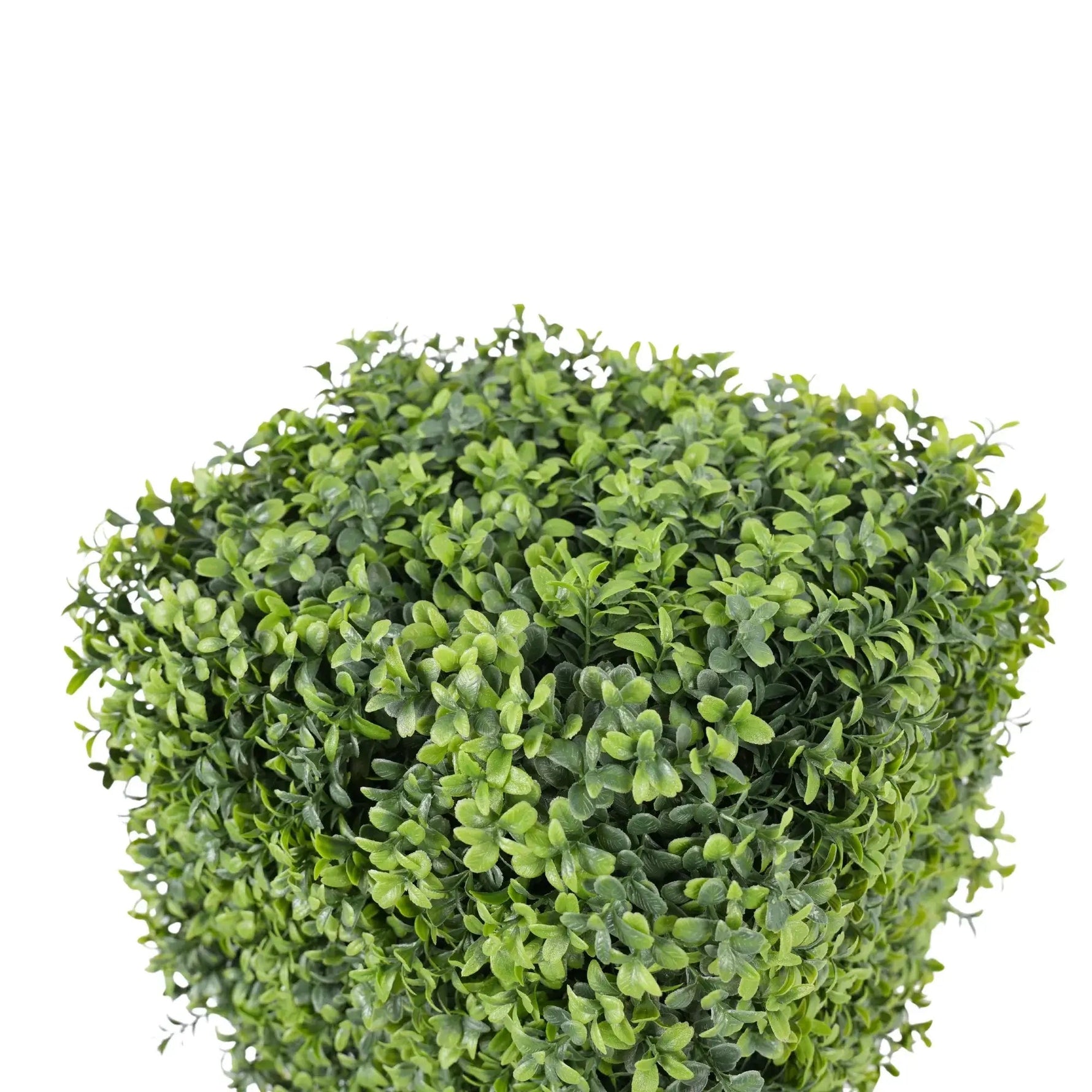 Artificial boxwood ball on a white background