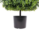 Green potted plant in a black pot on a white background