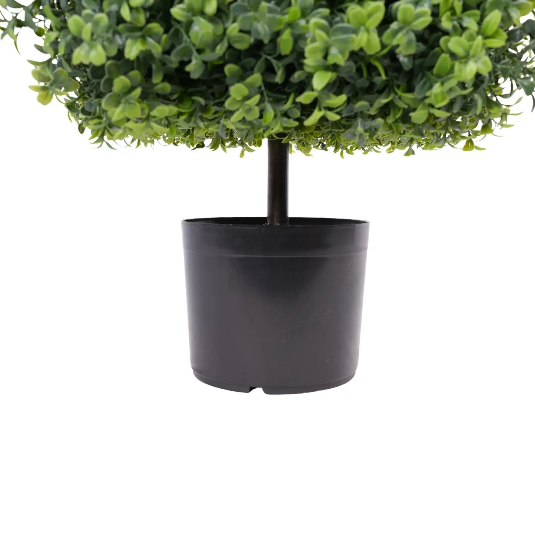 Green potted plant in a black pot on a white background