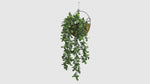 Realistic Hanging Creeping Fig Vine with dense trailing foliage, UV resistant and fire rated for outdoor landscaping, hospitality venues, retail displays, office spaces, home décor, and vertical garden installations