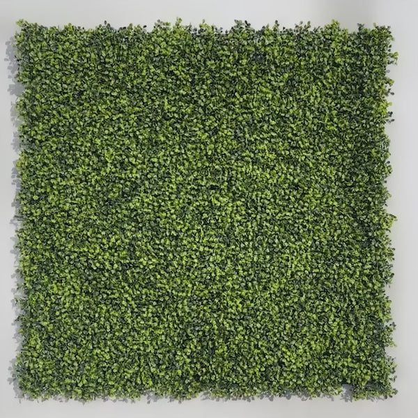 Light English Boxwood Hedge Panel 1m x 1m - UVTEX Certified UV Resistant - video 7