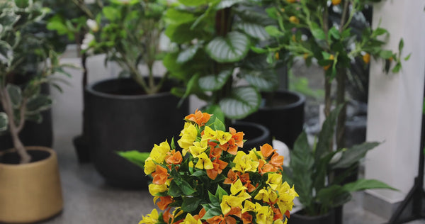 90cm UV Resistant Artificial Bougainvillea Tree | Yellow & Orange Faux Flowering Plant for Outdoor & Indoor