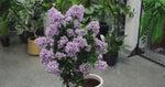 Lilac Crepe Myrtle Tree Faux Blooming Decor 120cm UV Protected