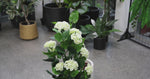 Video of Premium Artificial White Hydrangea Plant Faux Flowering Plant  UV Resistant (90cm)