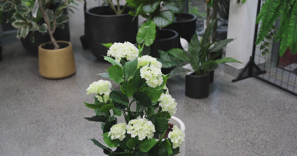 Video of Premium Artificial White Hydrangea Plant Faux Flowering Plant  UV Resistant (90cm)