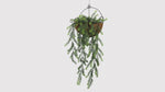 Artificial Hanging Cedar Vine Garland Bush measuring 20cm x 76cm, designed with realistic cascading cedar foliage to create a lush, natural greenery effect. UV-resistant and fire-rated for safe, durable use in indoor and outdoor décor, commercial displays, events, and landscaping applications.