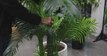 Artificial Hawaii Palm with Multiple Trunk &amp; Long Leaves 180cm