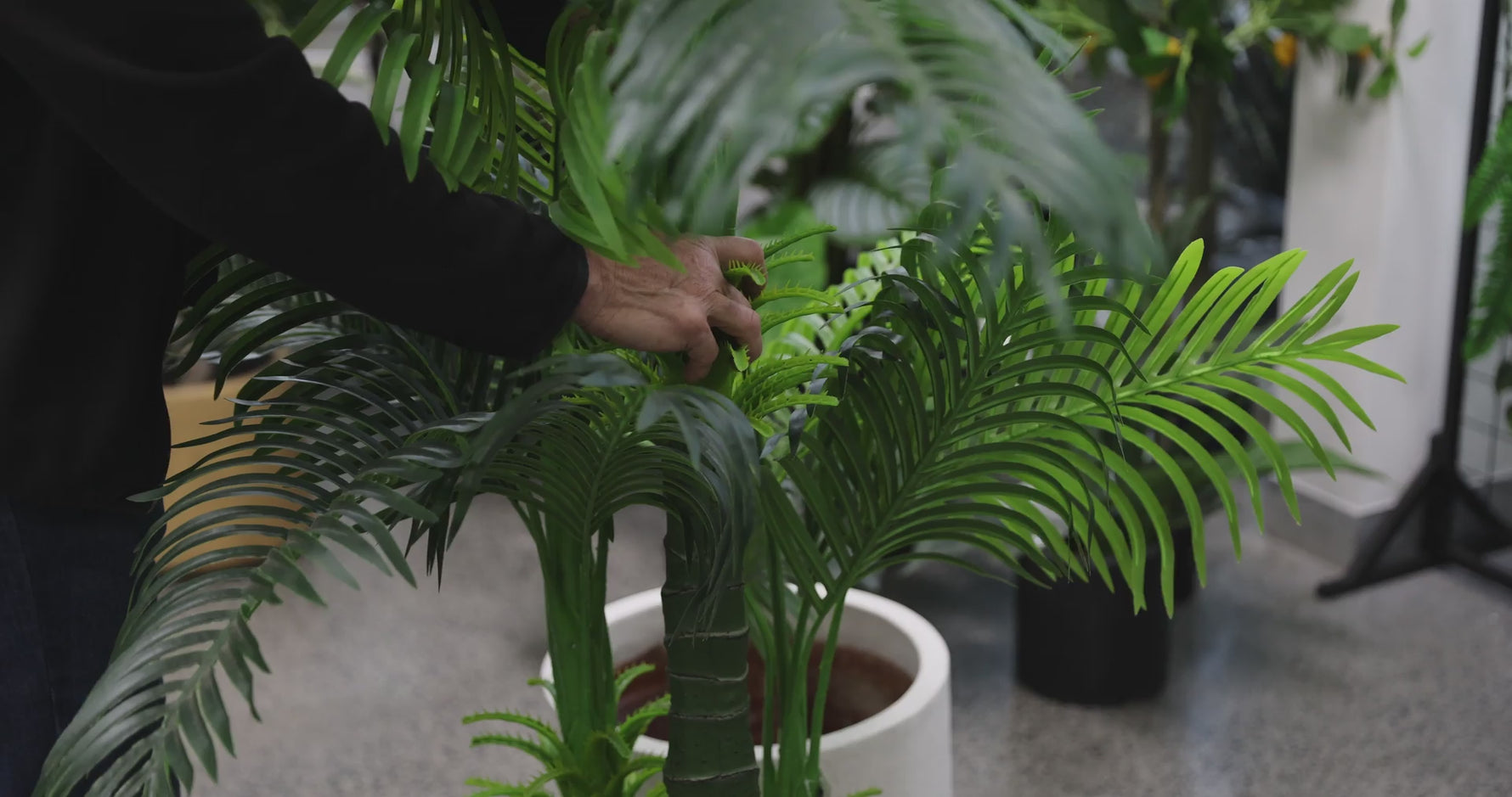 Artificial Hawaii Palm with Multiple Trunk &amp; Long Leaves 180cm