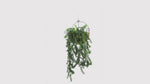 Realistic Hanging Willow Leaf Vine with lush trailing greenery, UV resistant and fire rated for outdoor landscaping, hospitality venues, retail displays, office spaces, home décor, and vertical garden installations