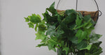 Video of an artificial hanging ivy bush on a planter