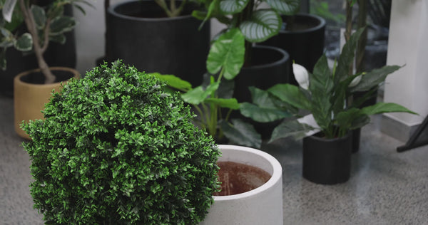 76cm UV Resistant Artificial Topiary Shrub | Compact Faux Hedyotis for Outdoor & Indoor