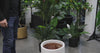 Potted Artificial Palm Multi-trunk Fan Palm 180cm