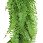 Close-up of a green fern plant on a white background