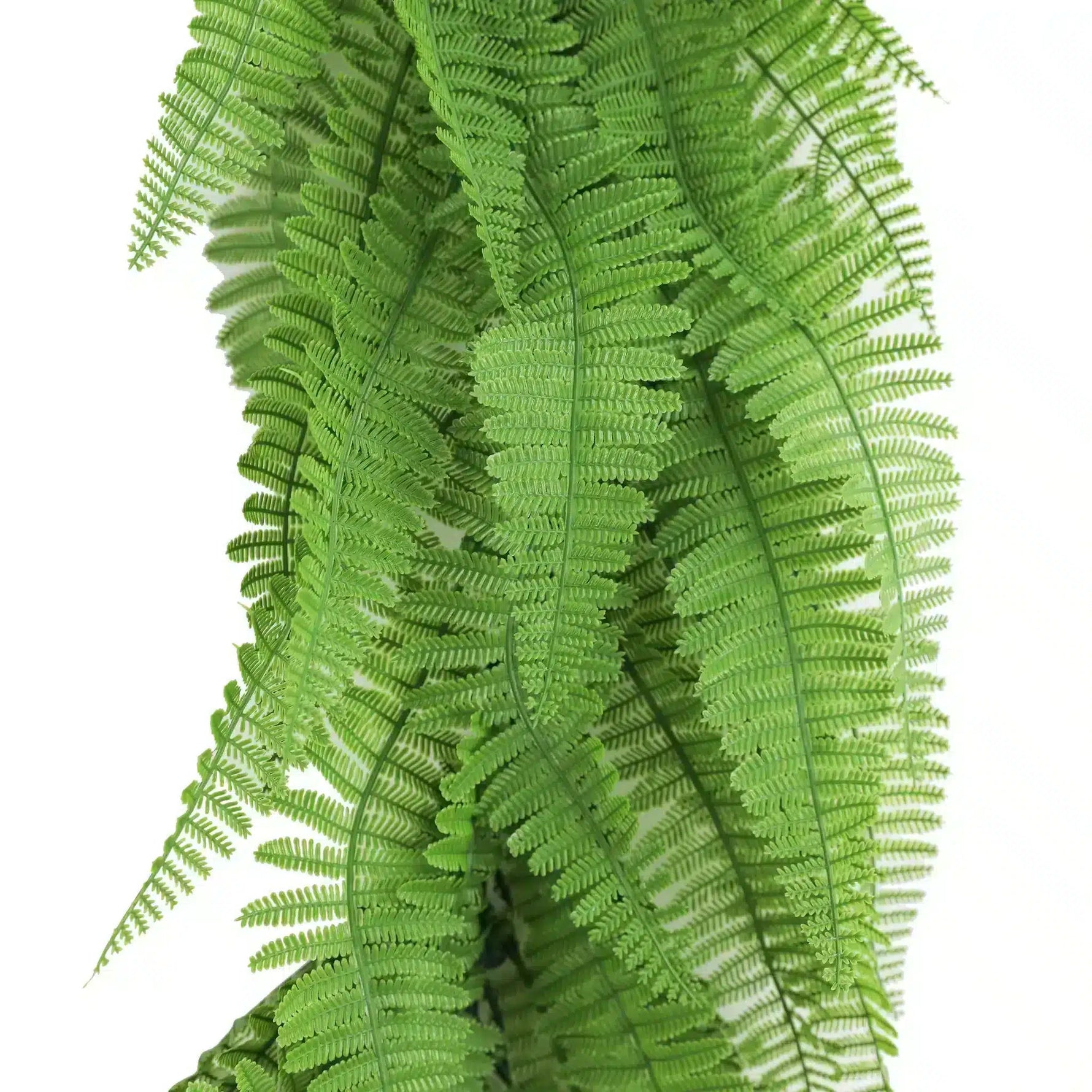 Close-up of a green fern plant on a white background