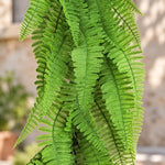 A close-up of a lush green fern plant with delicate, feathery fronds hanging down, set against a softly blurred beige stone wall background.