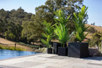 Three potted plants by a pool with a scenic background