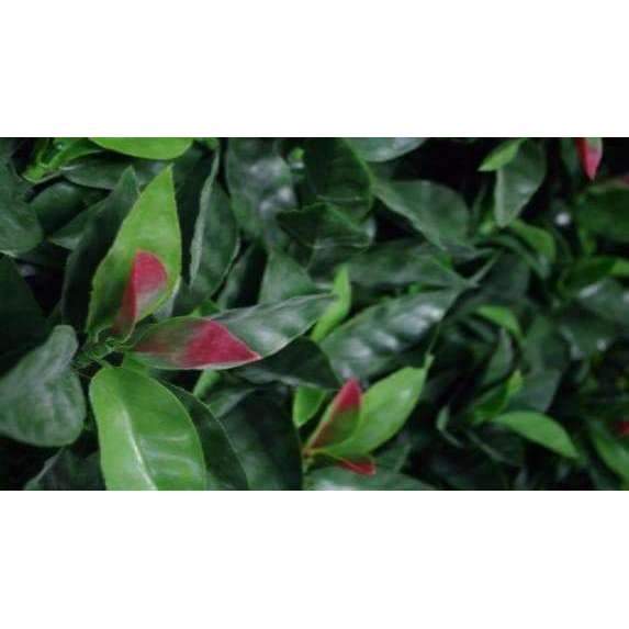 Sample - Red Photinia Artificial Hedge Panel (25cm x 25cm) — gallery image
