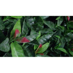 Sample - Red Photinia Artificial Hedge Panel (25cm x 25cm) - Designer Vertical Gardens artificial garden wall plants artificial green wall australia