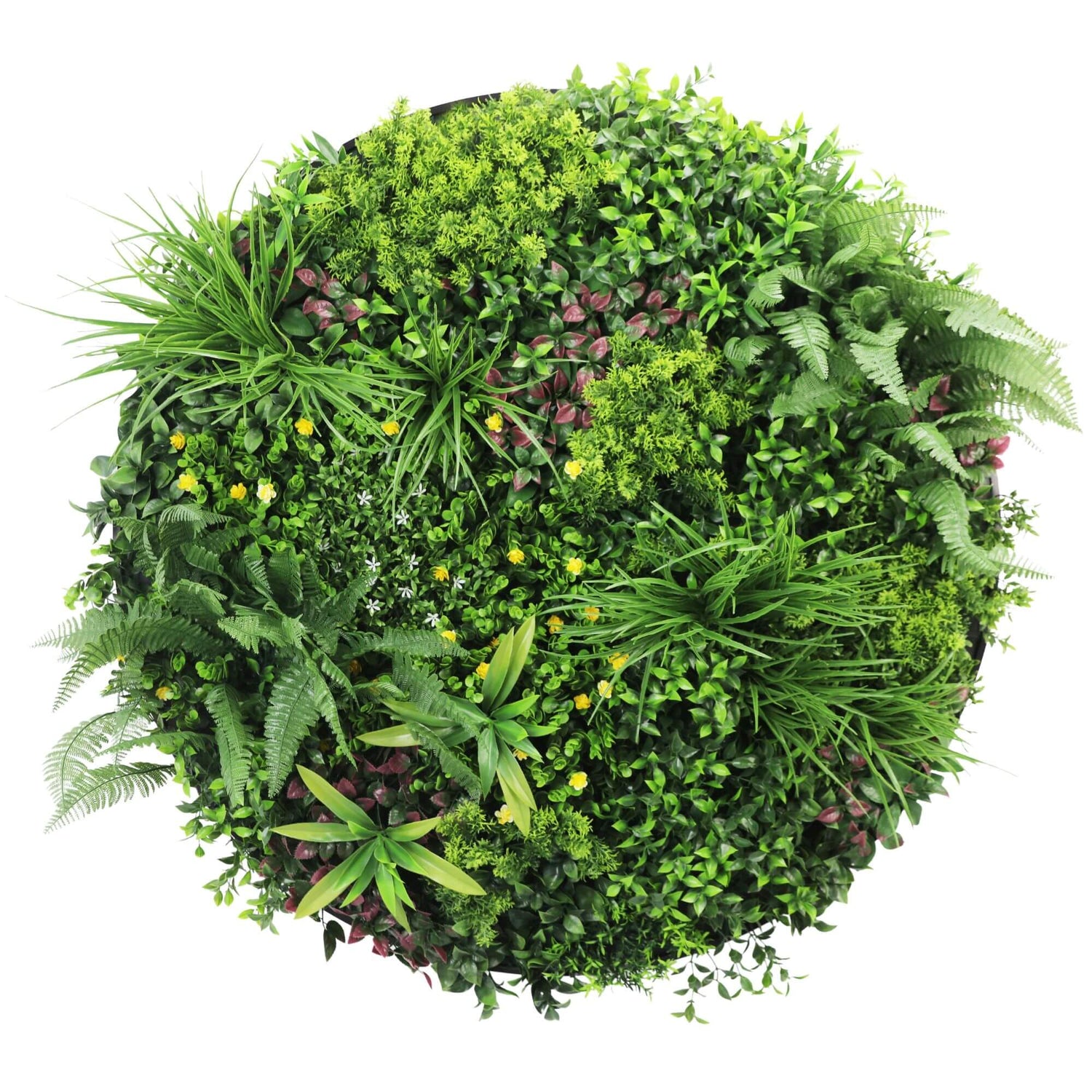 Round arrangement of various green plants on a white background