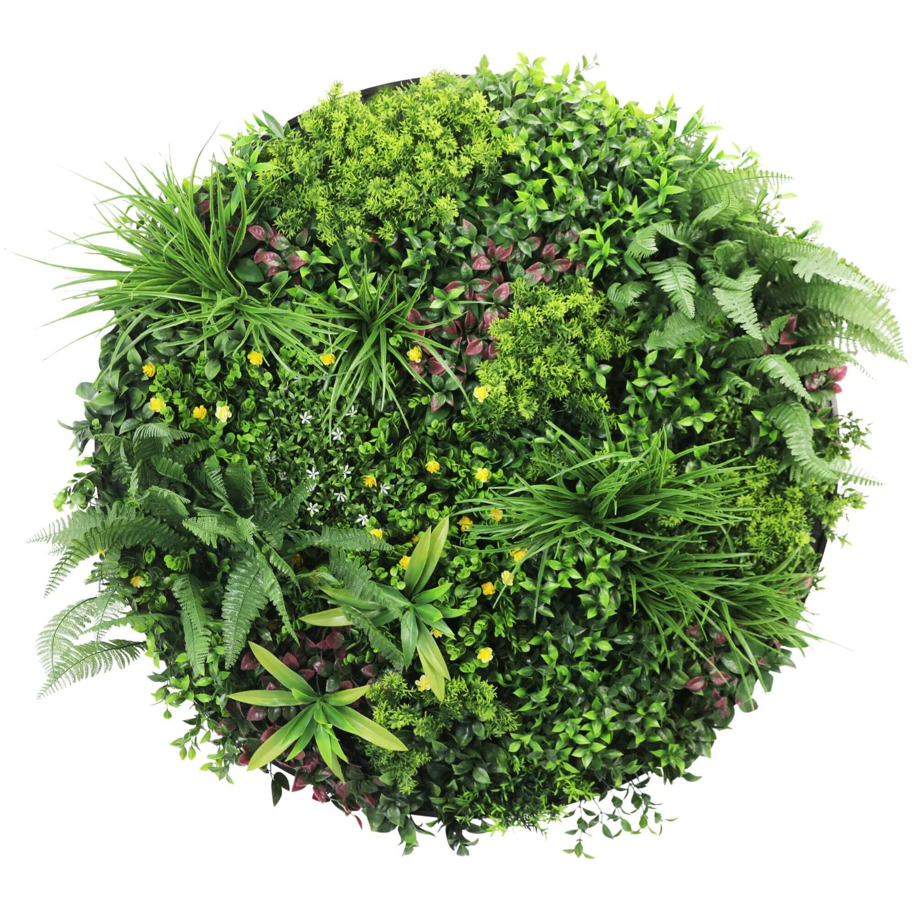 Round arrangement of various green plants on a white background
