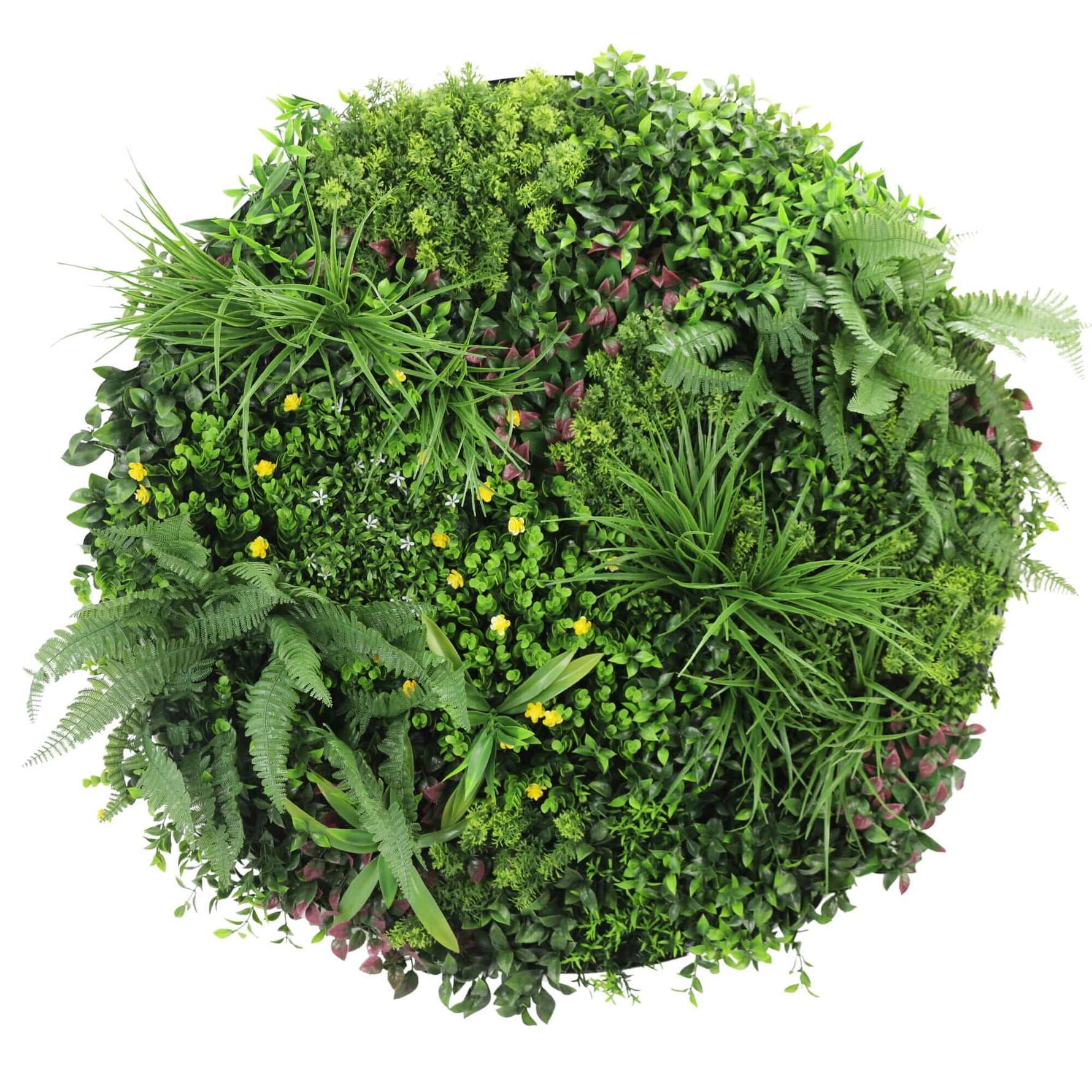 Round arrangement of green plants on a white background