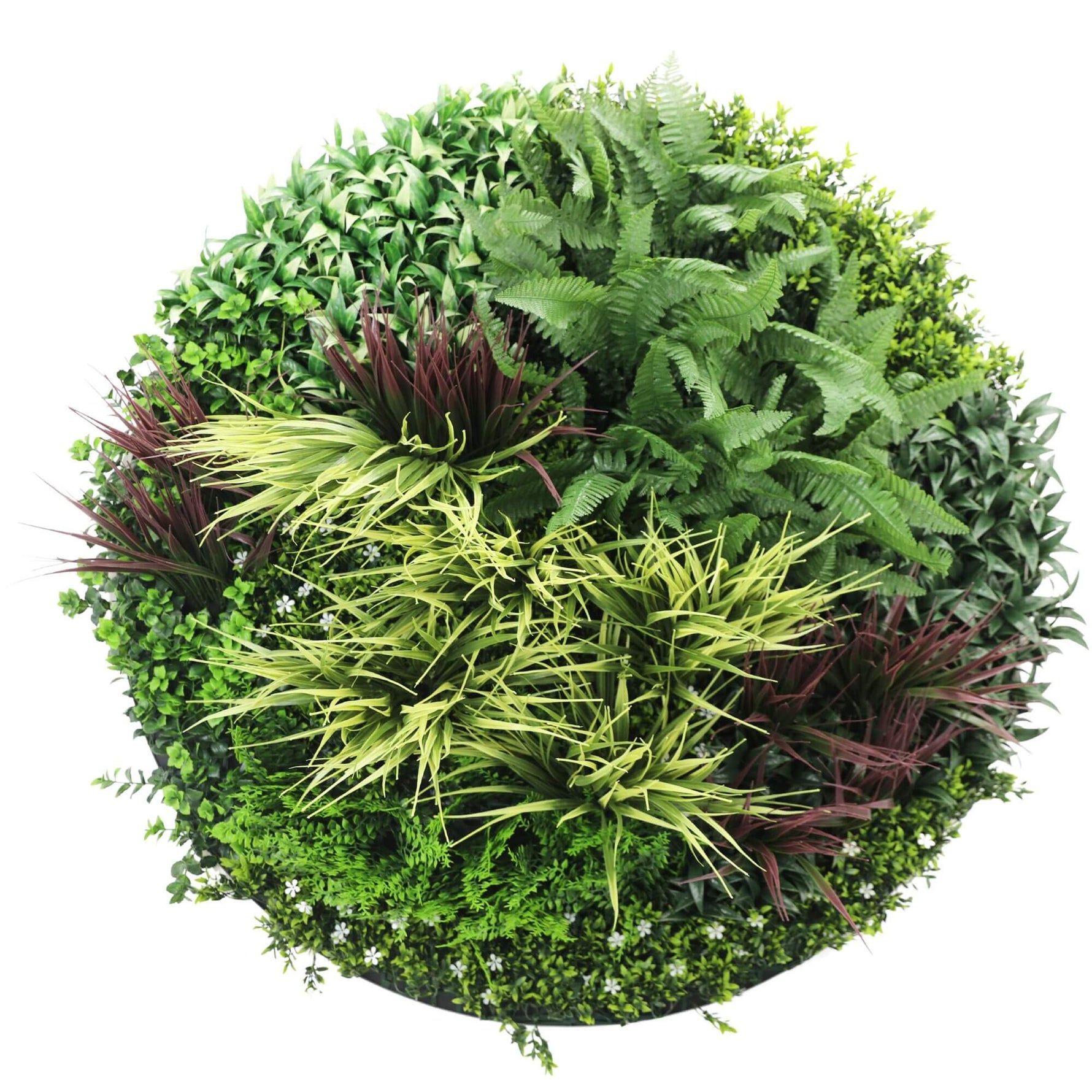 Round arrangement of various green plants on a white background