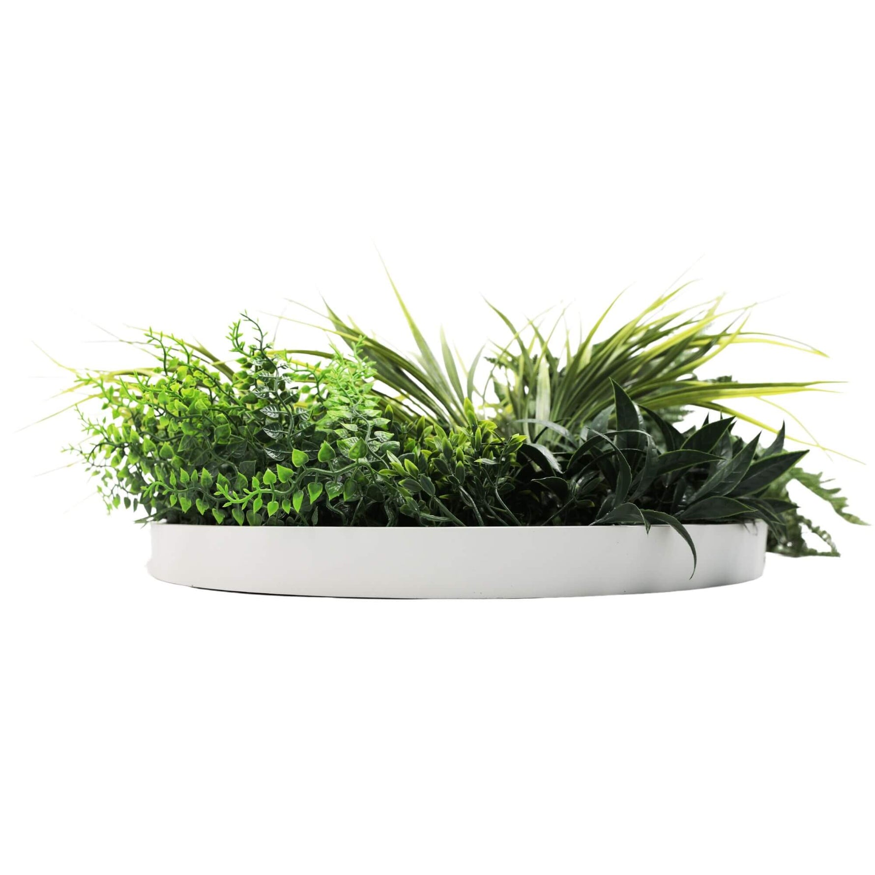 White circular planter with green plants on a white background