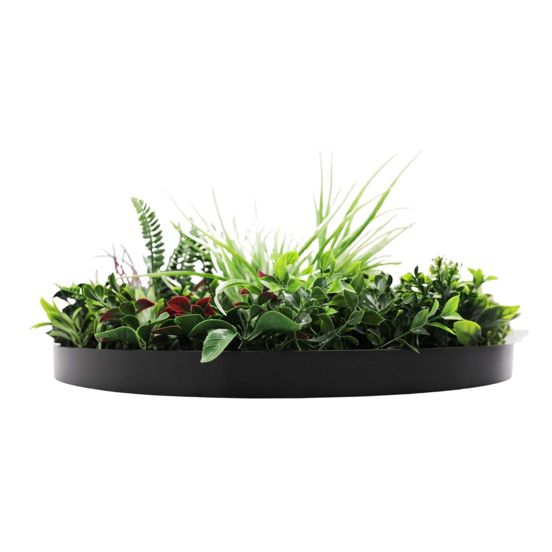 Round black planter with green plants on a white background