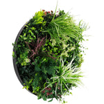 Round green plant wall on a white background