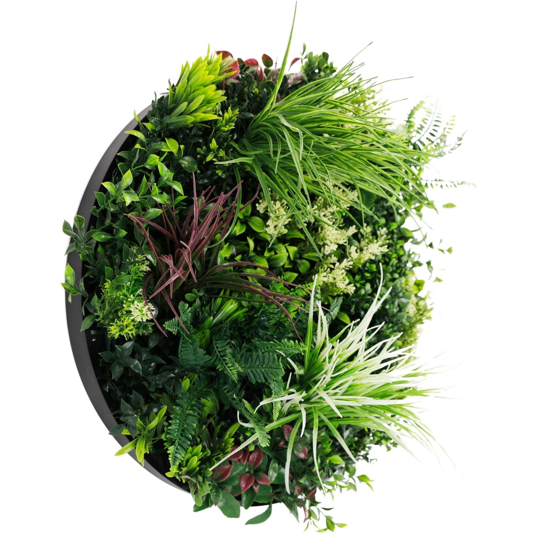 Round green plant wall on a white background