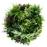 Round arrangement of various green plants on a white background