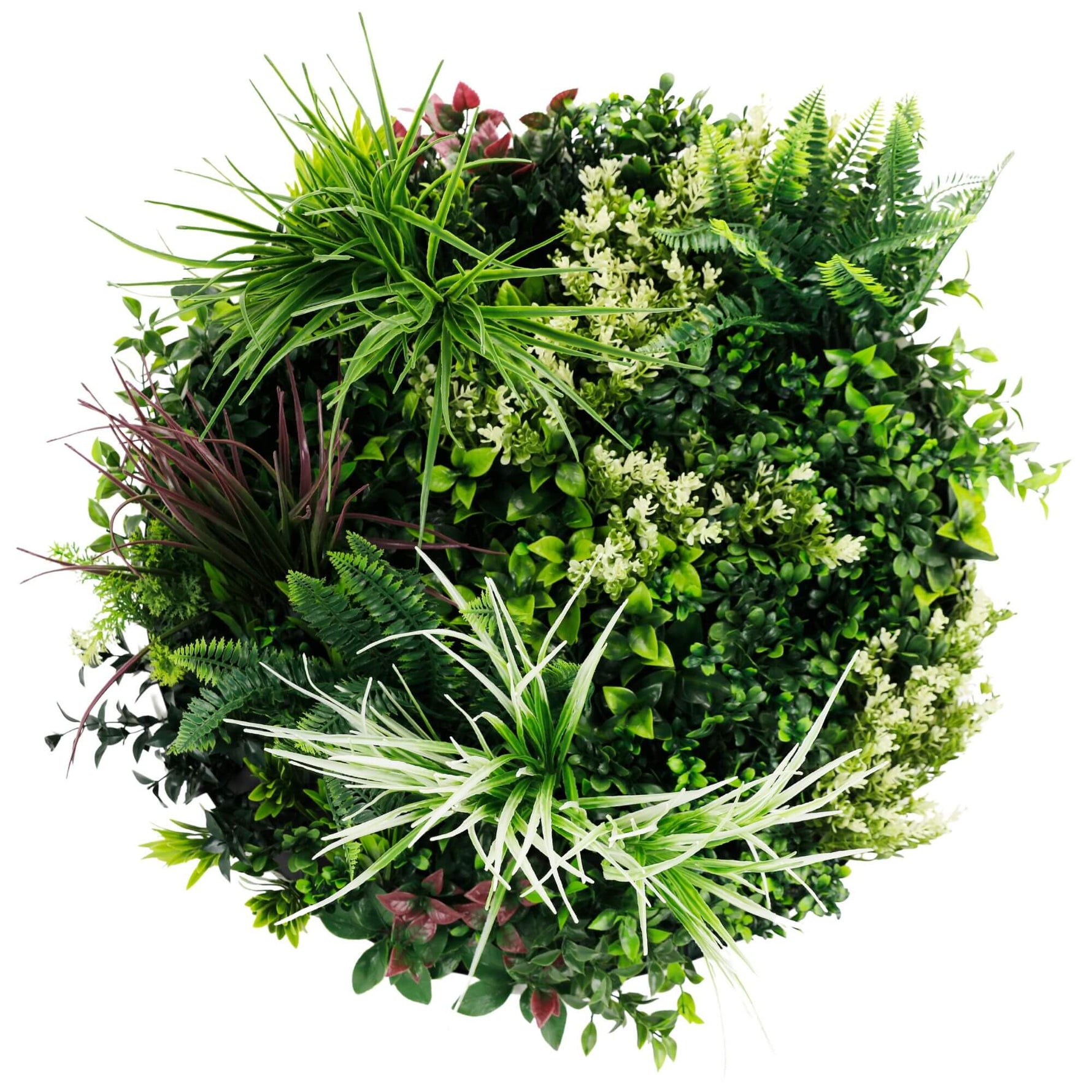 Round arrangement of various green plants on a white background