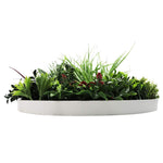 White oval planter with green plants on a white background