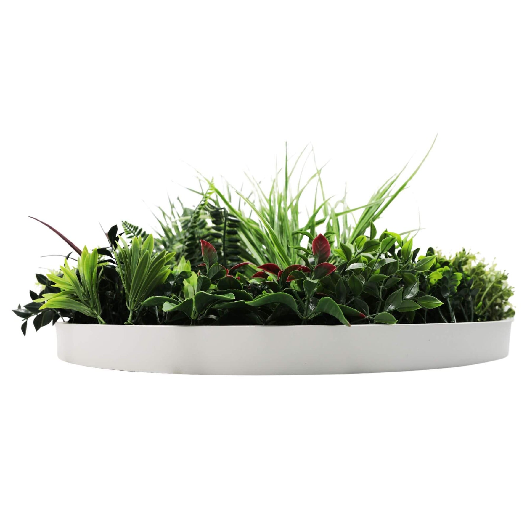 White oval planter with green plants on a white background