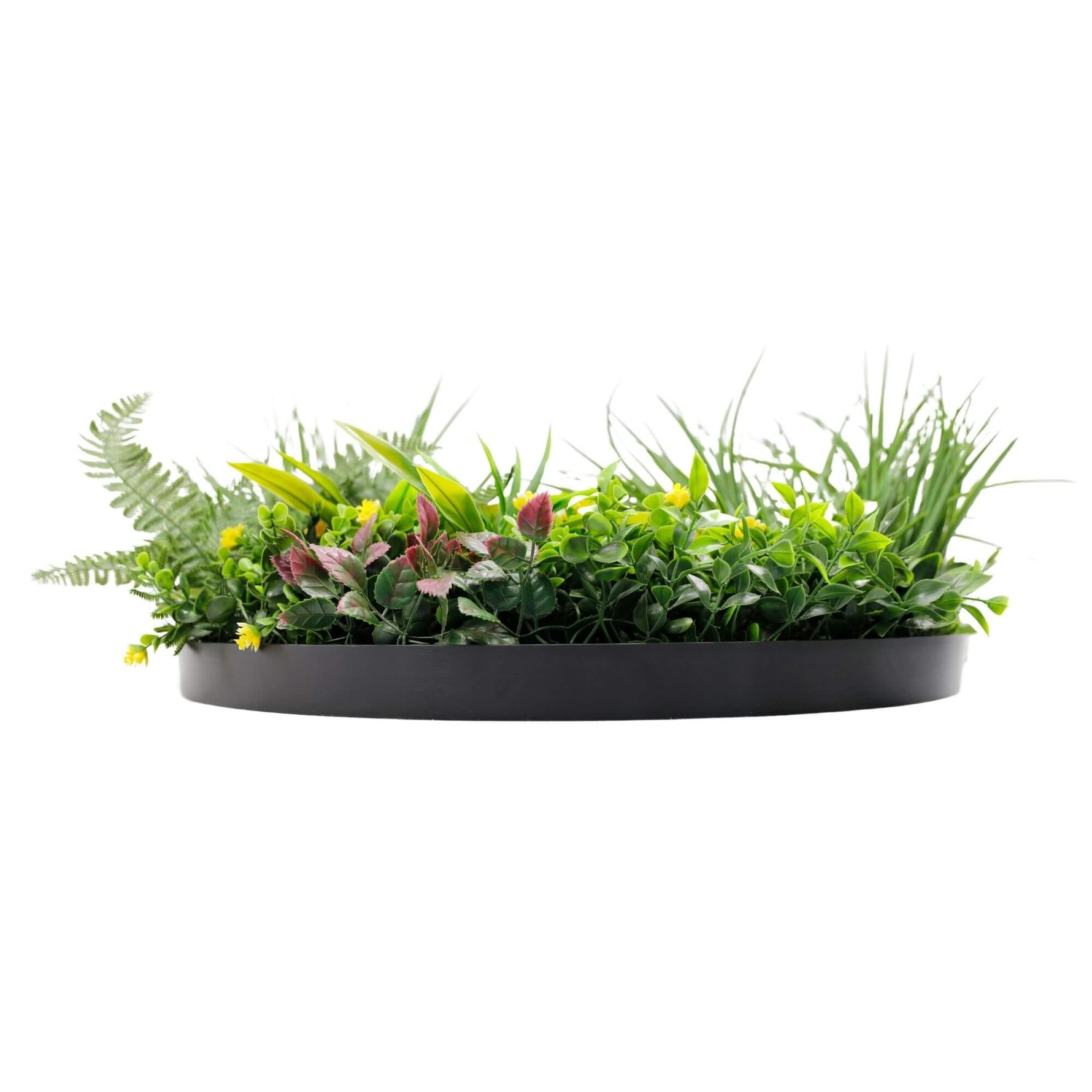 Round black planter with green plants on a white background