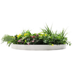 White planter with green plants on a white background