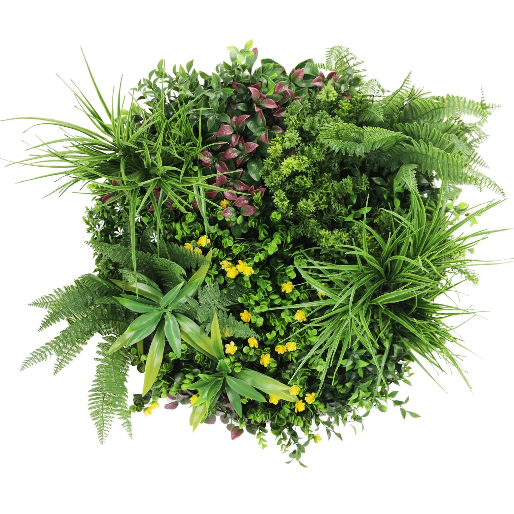 Mixture of green plants and ferns on a white background